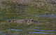 Kakadu, Nourlangie And Yellow Waters Tour From Darwin - thumb 16