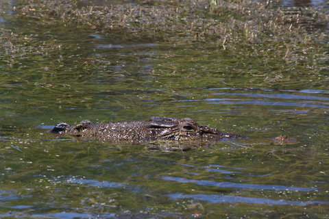 Kakadu, Nourlangie And Yellow Waters Tour From Darwin - E Caravan Parks 16