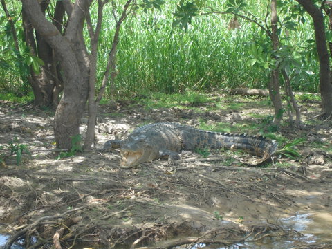 Kakadu, Nourlangie And Yellow Waters Tour From Darwin - E Caravan Parks 21
