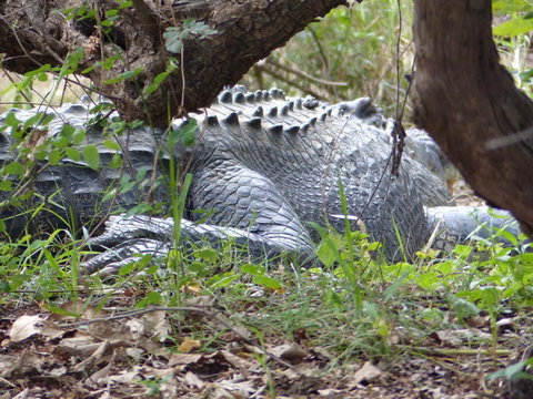 Kakadu, Nourlangie And Yellow Waters Tour From Darwin - E Caravan Parks 13