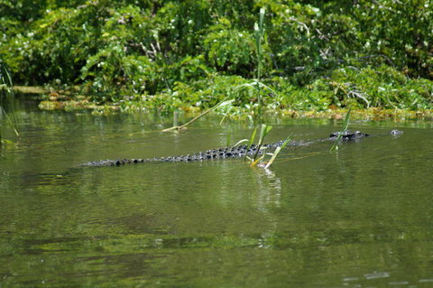 Kakadu, Nourlangie And Yellow Waters Tour From Darwin - E Caravan Parks 4