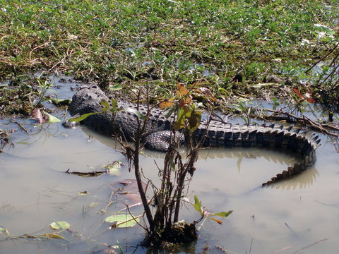 Kakadu, Nourlangie And Yellow Waters Tour From Darwin - E Caravan Parks 19
