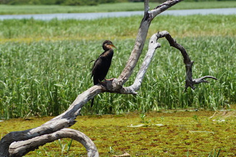 Kakadu, Nourlangie And Yellow Waters Tour From Darwin - E Caravan Parks 2