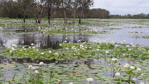 Kakadu, Nourlangie And Yellow Waters Tour From Darwin - E Caravan Parks 12