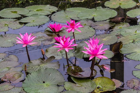 Kakadu, Nourlangie And Yellow Waters Tour From Darwin - E Caravan Parks 37