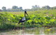 Mary River Wetlands Helicopter And Airboat Adventure From Darwin - thumb 4