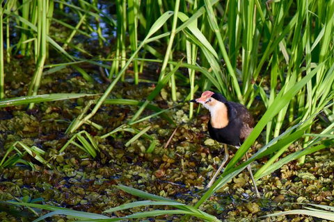 LITCHFIELD GRANDEUR AND WWII DISCOVERY - E Caravan Parks 1