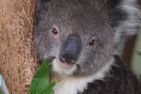 All Inclusive Blue Mountains Small-Group Day Trip From Sydney - E Caravan Parks 1