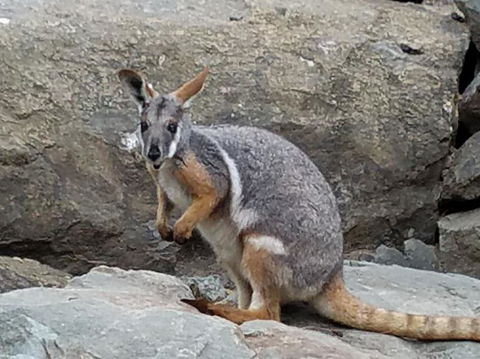All Inclusive Blue Mountains Small-Group Day Trip From Sydney - E Caravan Parks 4