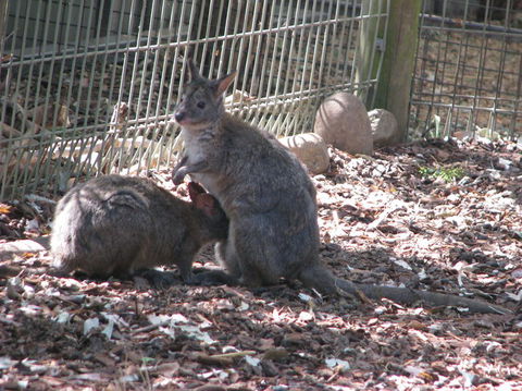 All Inclusive Blue Mountains Small-Group Day Trip From Sydney - E Caravan Parks 19