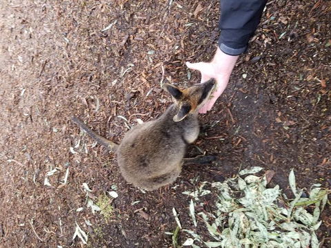 All Inclusive Blue Mountains Small-Group Day Trip From Sydney - E Caravan Parks 21