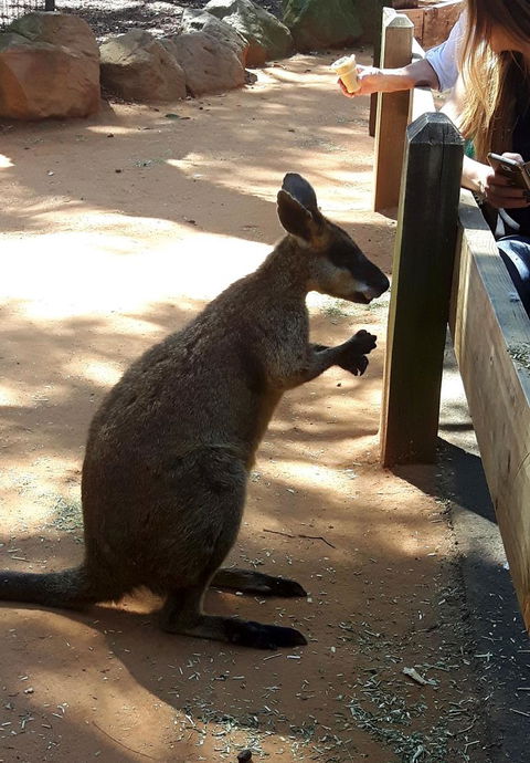 All Inclusive Blue Mountains Small-Group Day Trip From Sydney - E Caravan Parks 25
