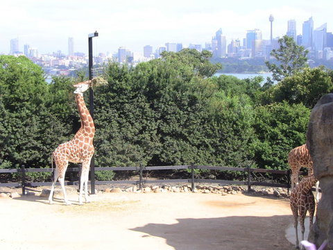 Sydney Harbour Ferry With Taronga Zoo Entry Ticket - E Caravan Parks 12