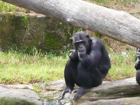 Sydney Harbour Ferry With Taronga Zoo Entry Ticket - E Caravan Parks 15