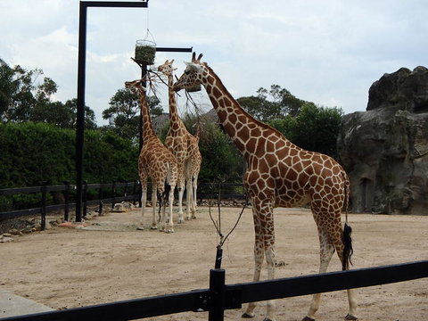 Sydney Harbour Ferry With Taronga Zoo Entry Ticket - E Caravan Parks 8