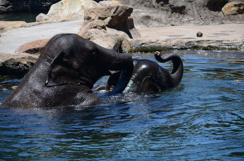 Sydney Harbour Ferry With Taronga Zoo Entry Ticket - E Caravan Parks 6