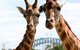 Sydney Harbour Ferry With Taronga Zoo Entry Ticket - thumb 0