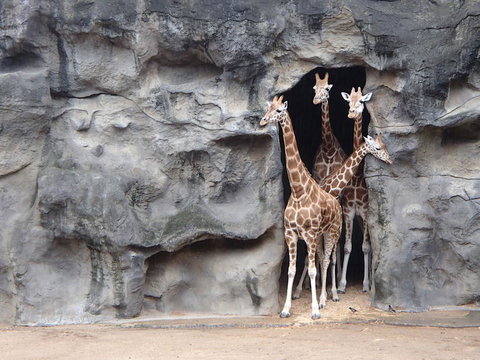 Sydney Harbour Ferry With Taronga Zoo Entry Ticket - E Caravan Parks 7