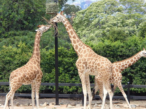 Sydney Harbour Ferry With Taronga Zoo Entry Ticket - E Caravan Parks 9