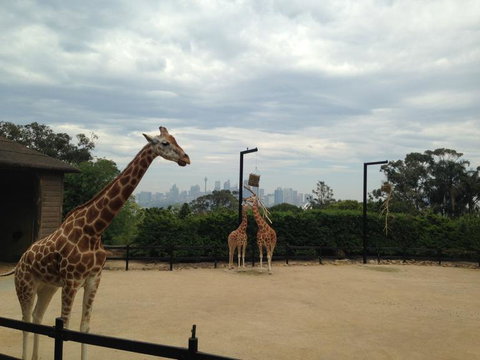Sydney Harbour Ferry With Taronga Zoo Entry Ticket - E Caravan Parks 11