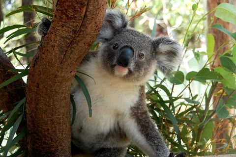 Visit Walkabout Wildlife Sanctuary - E Caravan Parks 7