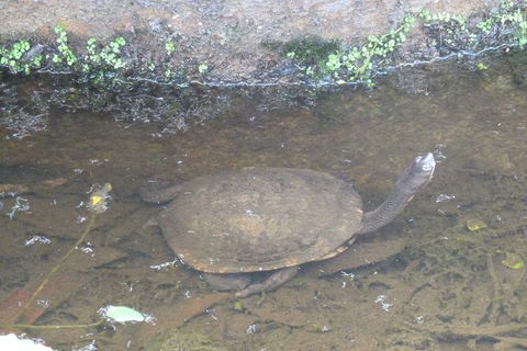 Visit Walkabout Wildlife Sanctuary - E Caravan Parks 5
