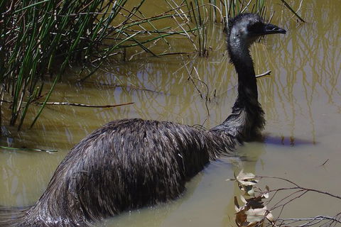 Visit Walkabout Wildlife Sanctuary - E Caravan Parks 3