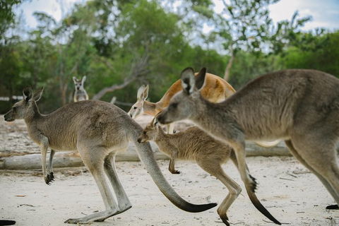 Visit Walkabout Wildlife Sanctuary - E Caravan Parks 2