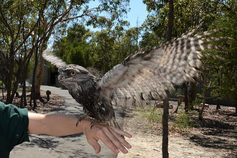 Visit Walkabout Wildlife Sanctuary - E Caravan Parks 4