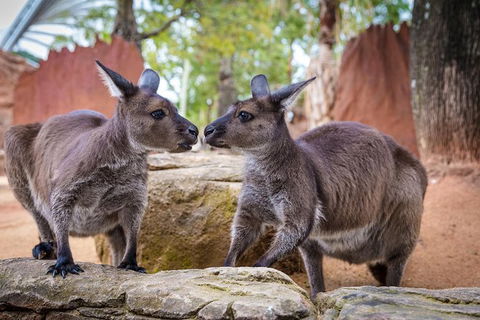 Australia Multi-City Attractions Pass - E Caravan Parks 9