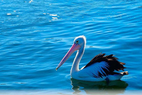 Newcastle And Central Coast Private Shore Excursion | Departs Newcastle Port - E Caravan Parks 7