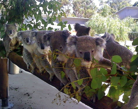Cohunu Koala Park - E Caravan Parks 1