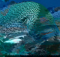 Fish Bowl Dive Site - E Caravan Parks