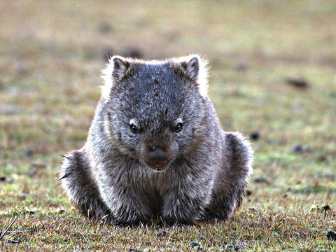 Greens Beach - E Caravan Parks 2