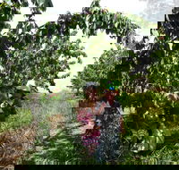 Harben Vale Pick Your Own Cherries