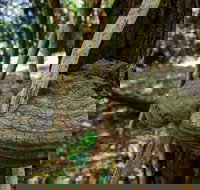 Mount Keira Ring Track - E Caravan Parks