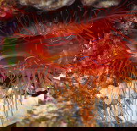 Pixie Pinnacle Dive Site - E Caravan Parks