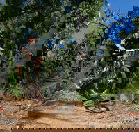 Scorpion Trail Kalamunda Mountain Bike Trails - E Caravan Parks