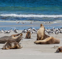 Seal Bay