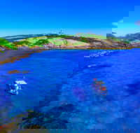 Snorkelling Montague Island