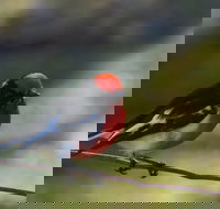 Weddin Bird Trails - E Caravan Parks