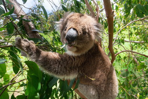 Wildlife Wonders - E Caravan Parks 1