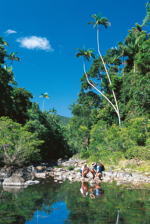 Airlie Beach To Cedar Creek Falls - E Caravan Parks 1