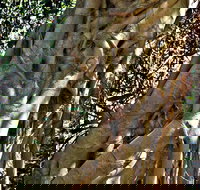 Bundagaree Rainforest Walk - E Caravan Parks