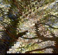 Byarong Park Picnic Area - E Caravan Parks