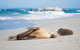 Cape Gantheaume Conservation Park And Wilderness Protection Area - thumb 0