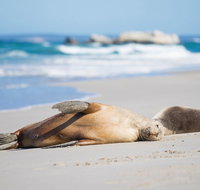 Cape Gantheaume Conservation Park and Wilderness Protection Area
