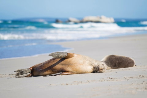 Cape Gantheaume Conservation Park And Wilderness Protection Area - E Caravan Parks 0