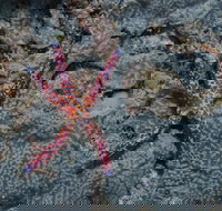 Clam Gardens Dive Site - E Caravan Parks