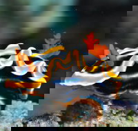 Monolith Dive Site - E Caravan Parks